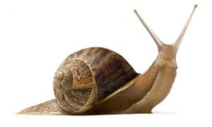 slow-snail
